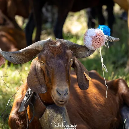 Quinta Da Estrela * Ponte Nova