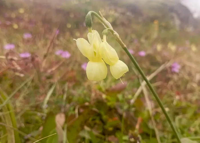 Quinta Da Estrela Ponte Nova